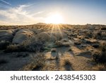 Yucca trees and rock formations on a trail in Joshua Tree National Park, California.