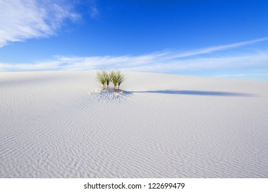 Yucca At White Sands National Monument