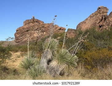 Yuccas At Hueco Tanks State Park, Texas