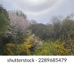 Yudalsan Mountain, forsythia with cherry blossoms