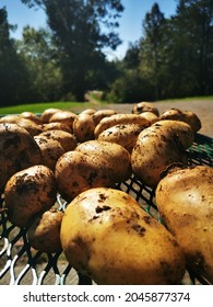 Yukon Gold And Yellow Potatoes Dug Up From A Garden And Sitting On A Table Outside In The Sunshine With A Long Country Road In The Background.  