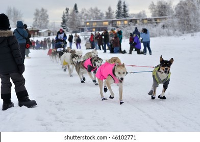 Yukon Quest Sled Dog Race