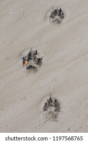 Yukon Territory, Alaska. Vertical View Of Three Artic Wolf Footprints In A Dry Mud Background.