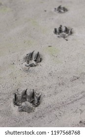 Yukon Territory, Alaska. Vertical View Of Artic Wolf Footprint In A Dry Mud Background.