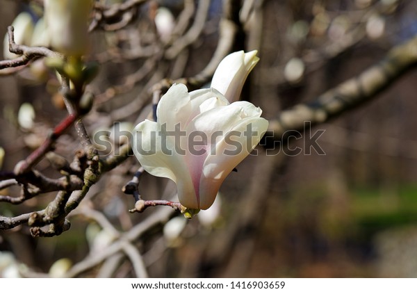 Yulan Magnolia Flower Bud Best Flower Wallpaper