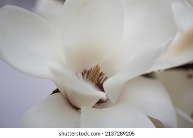 Yulan magnolia flower is in bloom. 
Scientific name is Magnolia denudata.