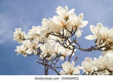 Yulan magnolia flowers are in bloom under the blue sky. 
Scientific name is Magnolia denudata. - Shutterstock ID 1935064922