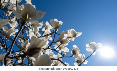 Yulan magnolia flowers in the sun	.white magnolia