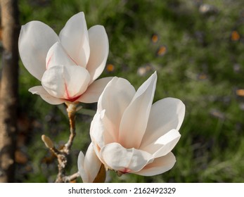 Yulan Magnolia In Springtime At Arley Hall, Cheshire, UK