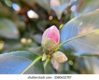 Yuletide Camellia Bud, Close Up