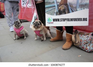 Yulin Dog Festival Protestors Chinese New Year, Year Of The Dog At: Trafalgar Square, London, February 2017. Stock, Photo, Photograph, Picture, Image