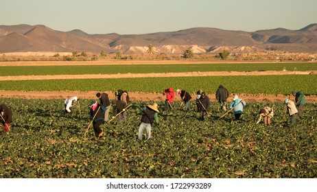 Yuma, AZ/USA - 02/10/2020:  Migrant  Farm Workers Hoeing  A Lettuce Field 