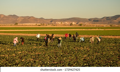 Yuma, AZ/USA - 02/10/2020:  Migrant  Farm Workers Hoeing  A Lettuce Field; Workers Are Wearing Face Masks 