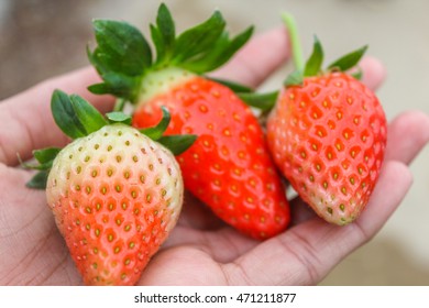 Yummy fresh strawberry from farm in South Korea