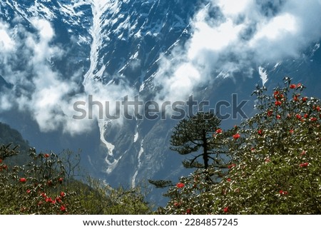 Yumthang Valley or Sikkim Valley of Flowers sanctuary, Himalayan mountains background, North Sikkim, India. Shingba Rhododendron Sanctuary. Rhododendron flowers with frozen fountain and clouds.