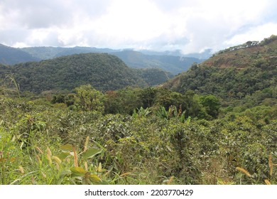 Yungas Mountainous Jungle In Bolivia