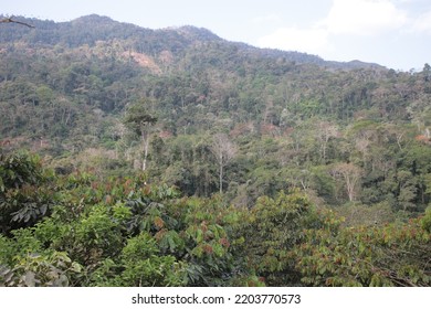 Yungas Mountainous Jungle In Bolivia