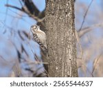 Yungipicus kizuki, Japanese Pygmy Woodpecker