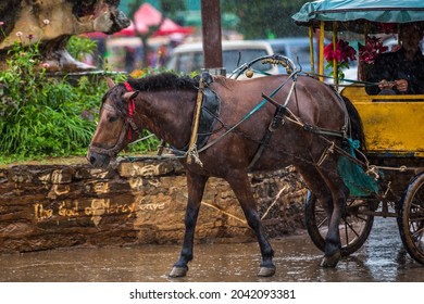 Yunnan China,August 2020- Bullock Carts Transport Local People And Tourists Around The Temples Of Yunnan.