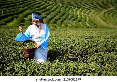 A Yunnan Chinese woman dressed in traditional blue is collecting tea leaves in the middle of a green tea plantation. 