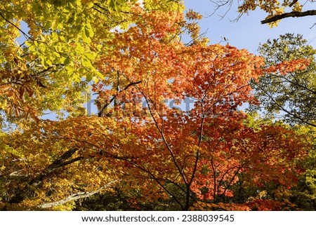 Yunomaru Plateau - Autumn leaves of maple trees.