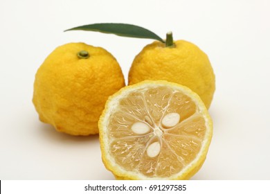 Yuzu Citrus