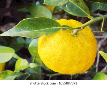 Yuzu, Citrus Junos Fruit