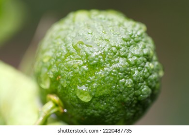 Yuzu Fruit Wet With Morning Dew. Close Up Macro Photography.