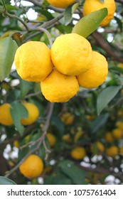 Yuzu - Japanese Lemon