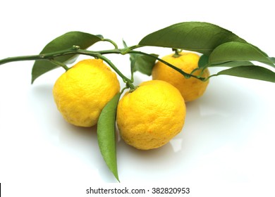 Yuzu - Japanese Lemon