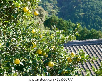 Yuzu/Kochi,Japan