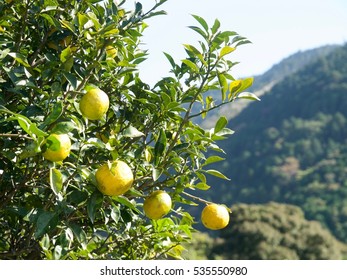 Yuzu/Kochi,Japan