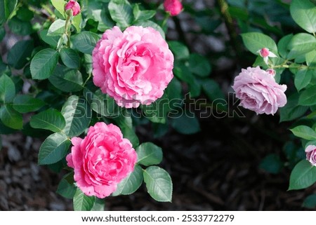 Image, Stock Photo Rose blossom after the big rain