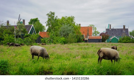 Zaanse Schans, Netherlands - May 24 2019:  Sheep Roaming For Mid Afternoon Snack At Zaanse Schans Village.  