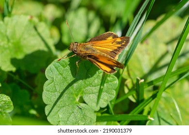 Zabulon skipper butterfly at rest on a summer evening