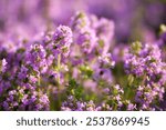 Zagreb, Croatia, June 20th, 2012: Close-up of delicate purple thyme flowers in full bloom, with soft green stems and blurred background of other blossoms.