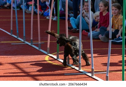 ZAGREB, CROATIA - Oct 03, 2021: A Black Service Dog Navigating Through Slalom Poles On Agility Course During Search And Rescue Training