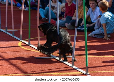 ZAGREB, CROATIA - Oct 03, 2021: A Black Service Dog Navigating Through Slalom Poles On Agility Course During Search And Rescue Training