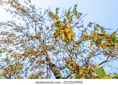 Zagreb, Croatia, September 7th, 2024: A tree branch full of yellowing autumn leaves sways gently against a soft blue sky in a Zagreb park.

 - Powered by Shutterstock