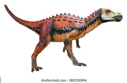 Zalmoxes is an extinct herbivore genus of Rhabdodontid Ornithopod dinosaur from the Late Cretaceous, Zalmoxes isolated on white background with a clipping path