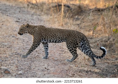 Zambia, South Luangwa. An African Leopard.