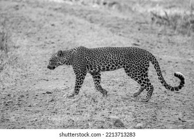 Zambia, South Luangwa. An African Leopard.