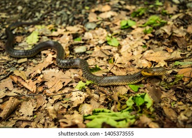 Zamenis Longissimus In Hungarian Nature 