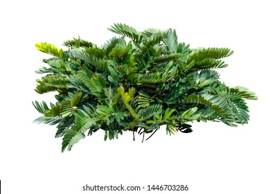 Zamia furfuracea tree isolated on white background , with clipping path - Shutterstock ID 1446703286