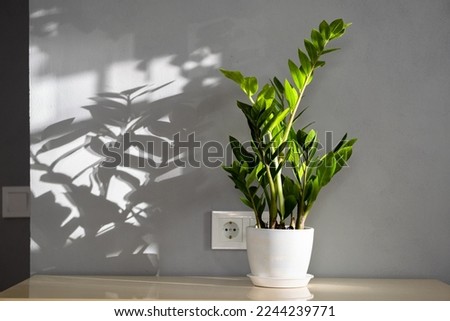 Zamioculcas also called Zanzibar gem, ZZ plant, Zuzu plant, aroid palm, eternity plant and emerald palm. Zamioculcas flower pot on the table with natural sunlight