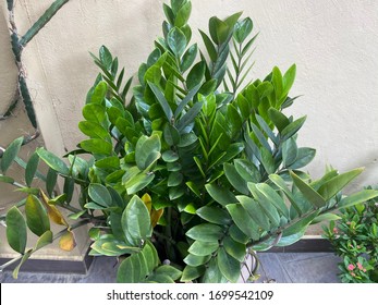 Zamioculcas , or called Zz plants or zuzu plants commonly, it is grown as an ornamental plant, mainly for its attractive glossy foliage and easy care.