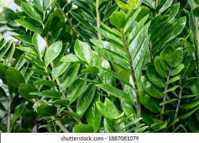 Zamioculcas (common names Zanzibar gem, ZZ plant, Zuzu plant, aroid palm or emerald palm).
This species is the Zamioculcas zamiifolia. It's native to Africa but is also a famous houseplant worldwide.