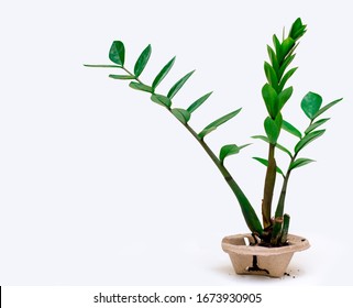 Zamioculcas Flower Zanzibar ZZ Gem aroid Palm in brown pots made from paper By separating the white background and Zamioculcas apart with space for text / copyspace - Powered by Shutterstock