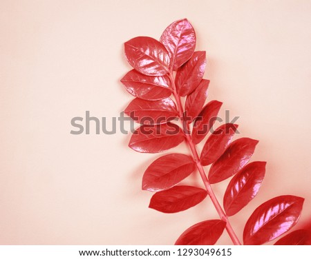 Zamioculcas home flower of coral color. Pink background. The decor is inside the apartment. Nature tropics.