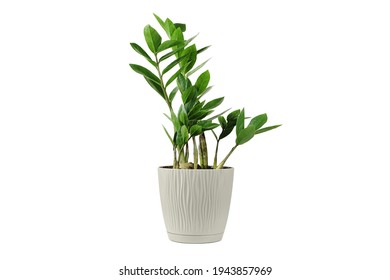 Zamioculcas home plant in beige pot. House plant isolated on white background. Young Zanzibar gem plant in flowerpot. - Shutterstock ID 1943857969